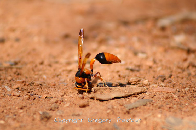 abeille en gymnastique
