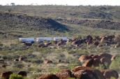 Notre Aventure Australienne