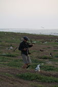 Attention aux oiseaux